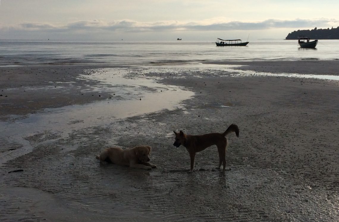 un cane chiamato cambogia