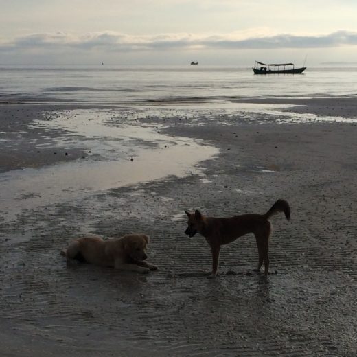 un cane chiamato cambogia