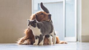 costellazioni animali cane gatto worsopp drive