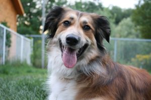 costellazioni animali cane worsopp drive