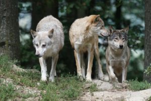costellazioni animali lupi worsopp drive